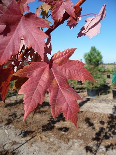 Acer/AutumnBlazeLeaf.JPG