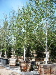 Betula/Betula2.JPG