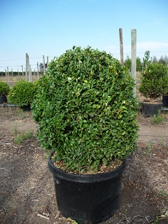 Buxus/Buxussempervirens10gallon.JPG