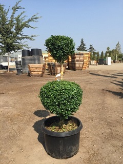 Buxus/Buxussempervirens2tiered.jpg