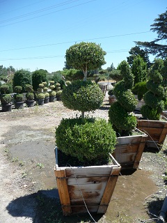 Buxus/Buxussempervirens3tiered.JPG