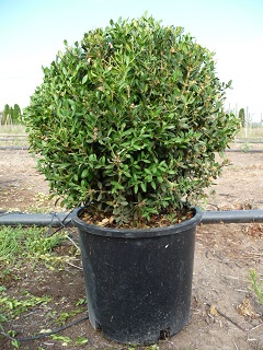 Buxus/Buxussempervirens5gallon.JPG