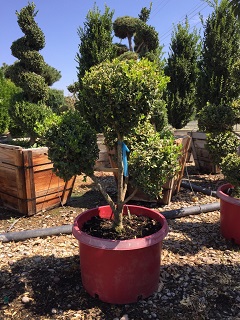 Buxus/BuxussempervirensPompom.jpg