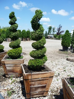 Buxus/P1040663.JPG