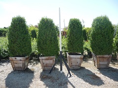 Buxus/P1040751.JPG