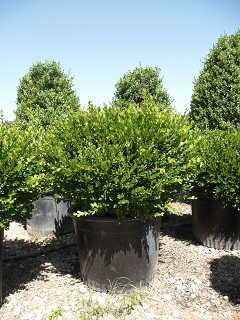 Buxus/P1040837.JPG