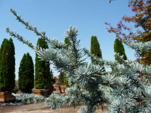 Cedrus/CedrusFoliage1.JPG