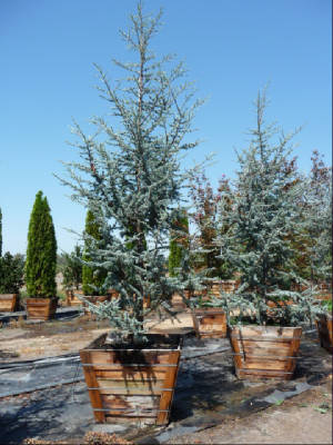 Cedrus/CedrusatlGlauca.JPG