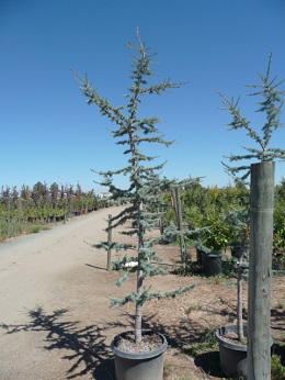 Cedrus/cedrusaglauca102.JPG