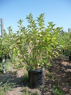 Cornus/Baileyi15Gallon.JPG