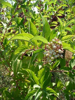 Cornus/BaileyiBerries.JPG