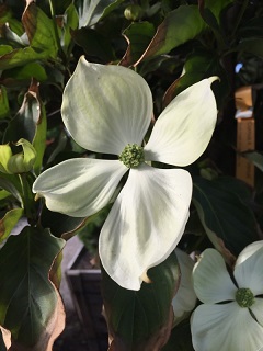 Cornus/CornusFlower.jpg