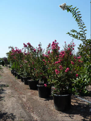 Lagerstroemia/MyrtleCentSpirit.JPG