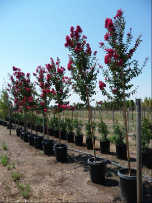 Lagerstroemia/MyrtleCentSpiritStd.JPG