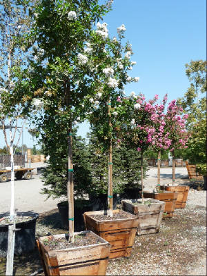 Lagerstroemia/MyrtleWhitePink.JPG