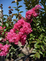 Lagerstroemia/P1080114.JPG