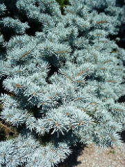 Picea/PiceapungenGlaucaFoliage.JPG