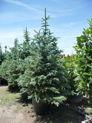 Picea/PiceapungensGlauca6.JPG