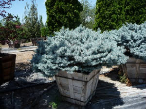 Picea/Piceapungensglauca36box.JPG