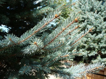 Picea/GlaucaFoliage.JPG