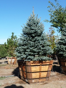 Picea/PPGlauca36.JPG