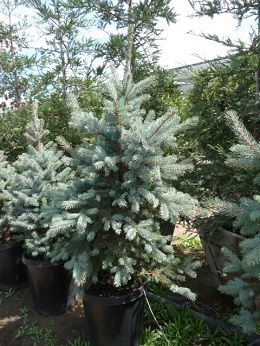 Picea/PPGlauca4ft.JPG