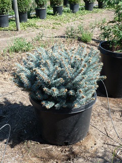 Picea/Piceapungens10Gallon.JPG