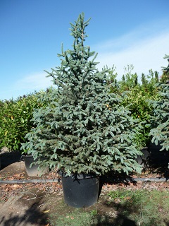 Picea/PiceapungensGlauca.JPG