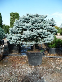 Picea/PiceapungensGlaucaStandard.JPG