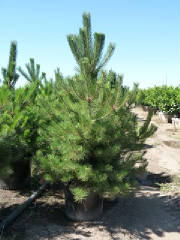 Pinus/PinusnigraAustrainBlackPine.JPG