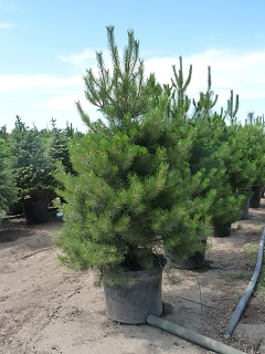 Pinus/PinusnigraAustrianBlackPine2.JPG