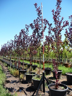 Prunus/PrunusvCandaRedStandard.JPG