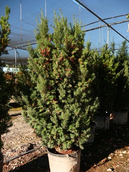 Taxus/TaxusHicksii.JPG