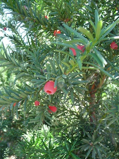 Taxus/TaxusmediaHMEddieBerries.JPG