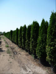 Thuja/Thuja15.JPG