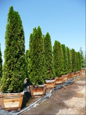 Thuja/Thuja2.JPG