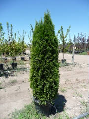 Thuja/ThujaEG61.JPG