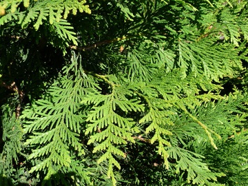 Thuja/TGGFoliage.JPG