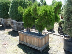 Thuja/thujaBull.JPG